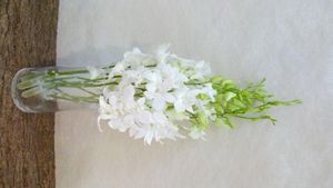 DENDROBIUM SNOW WHITE SUPER